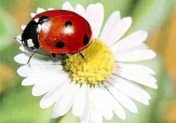 Bahar rahat bir hamilelik için öneriler