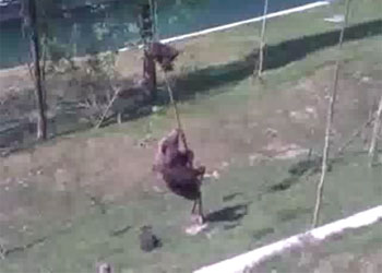 Anne ayı yavrusunu böyle kurtardı-VİDEO