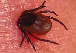 Keneler 9 farklı hastalık sebebi