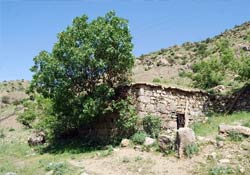 Cami duvarındaki ağaç