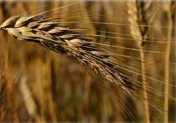 Kuraklık, tahıl üretimini düşürdü