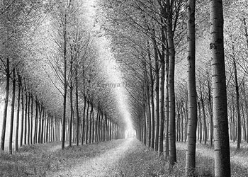 O gün bölük bölük kabirlerden çıkacaklar