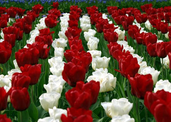 Zenginlik mal çokluğuyla değildir...