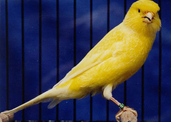 Filistin'de özgürlüğe uçacak kanarya