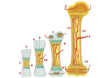 Kemiklerimizin içi neden tam dolu değil?