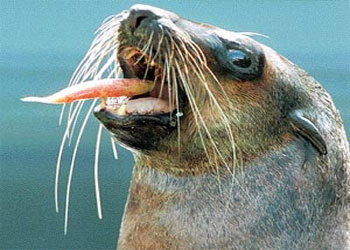 Balıkların sudaki izini bıyığıyla buluyor