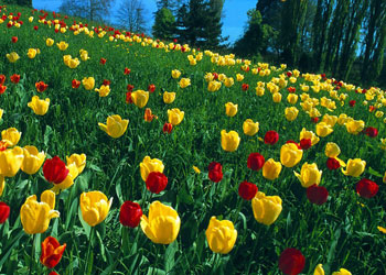 Asıl iyilik şunlardır...