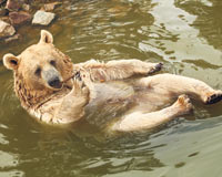 Yavru ayı, ziyaretçi sayısını katladı