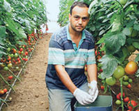 Seralar güneş enerjisiyle sulanacak