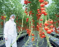 Suda domates yetiştirerek dönümden 80 ton ürün aldı