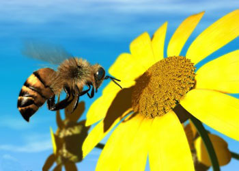 Arının zehirli iğnesi eklem ilacı oldu