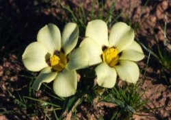 Bu çiçeğin adı vuvuzela