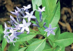 'Mavi yıldız'a akademik koruma