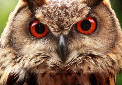 İnsanlara saldıran kuşa yakalama kararı