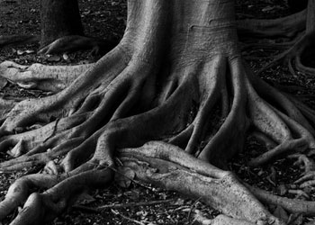 Sünbüllenen tohumların kökleri kimi gösteriyor?