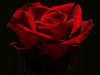 İki ortağın üçüncüsü ben olurum, ihanet olursa