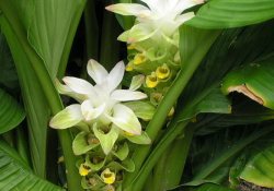 Beyniniz için faydalı 4 bitki