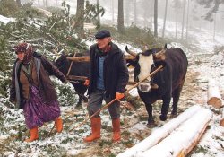 Ekmeklerini kütükten çıkarıyorlar