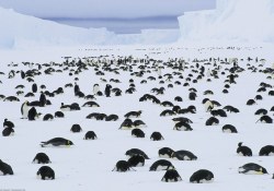 Penguenler de bile Annelik Şefkati var