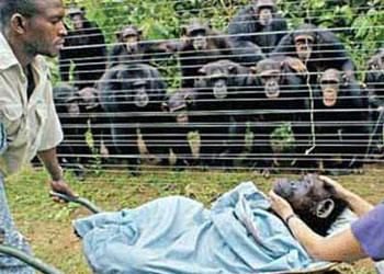 Şempanzeler ölen yavrularına yas tutuyorlar