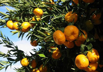 Dikilen ağaçtan yenilenler sadakadır