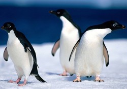 "Afrika penguenleri"nin yeni yavru sevinci