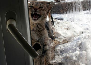 Yemek artıklarını hayvanlara ayırın-FOTO