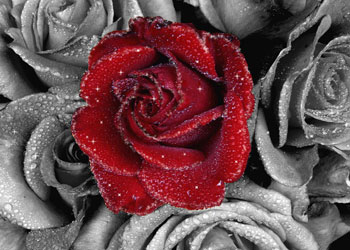 Geceyi ve gündüzü iki alamet yaptık