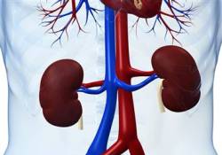 Kalbinizi korumak için böbreklerinizi sağlıklı tutun
