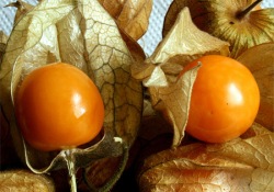 'Altın çilek felç etti' iddiası