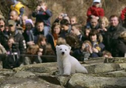 Knut'un ölüm sebebi epilepsi