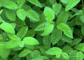 Yağmur ile yemyeşil olduğunu görmedin mi?