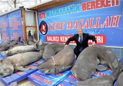 Marmara'yı köpekbalıkları basmış!