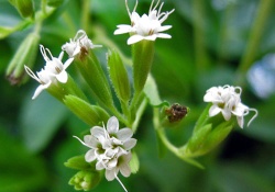 Diyabet hastalarına 'şeker' gibi haber