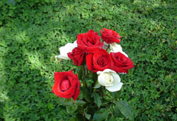 Peygamberimizin (asm) bereket mucizeleri