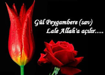 O'nun (sav) merhameti, Lale ile birleşti