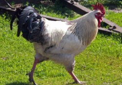 Yavrularını korumak için şahine saldıran horoz