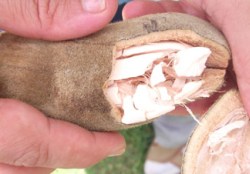 Sütten 2 kat fazla kalsiyuma sahip