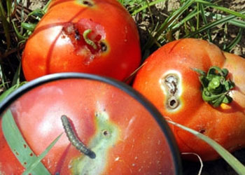 Domates güvesine karşı böcek üretiliyor