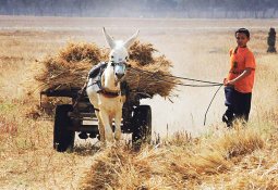 Gazze'de ekmek mücadelesi çocukların omuzunda