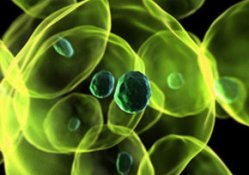 Kanserin ilacı: Sağlıklı yaşam