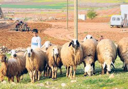 Et ithalatına vergi geldiğinde ne olacak