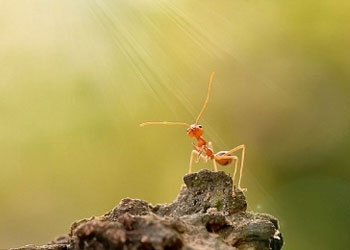 Sosyal karıncalar dostunu düşmanını tanıyor