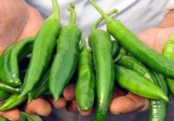 Avrupa’ya biber ihracatında analiz zorunlu olacak