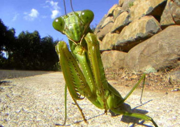 Böceklerin İngiliz tarımına katkısı 430 milyon