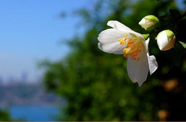 Güzel gören, güzel düşünür