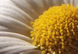 Gebelikte kansızlık büyük risk