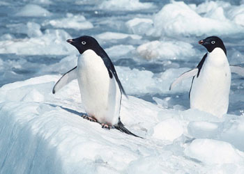 Susuzluk için kutuplardan buzdağı taşınacak