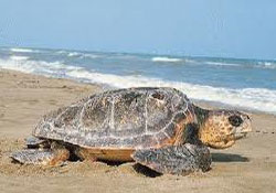 Caretta Caretta'nın Ameliyatı
