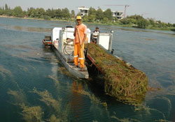 Seyhan Nehri yosuna büründü